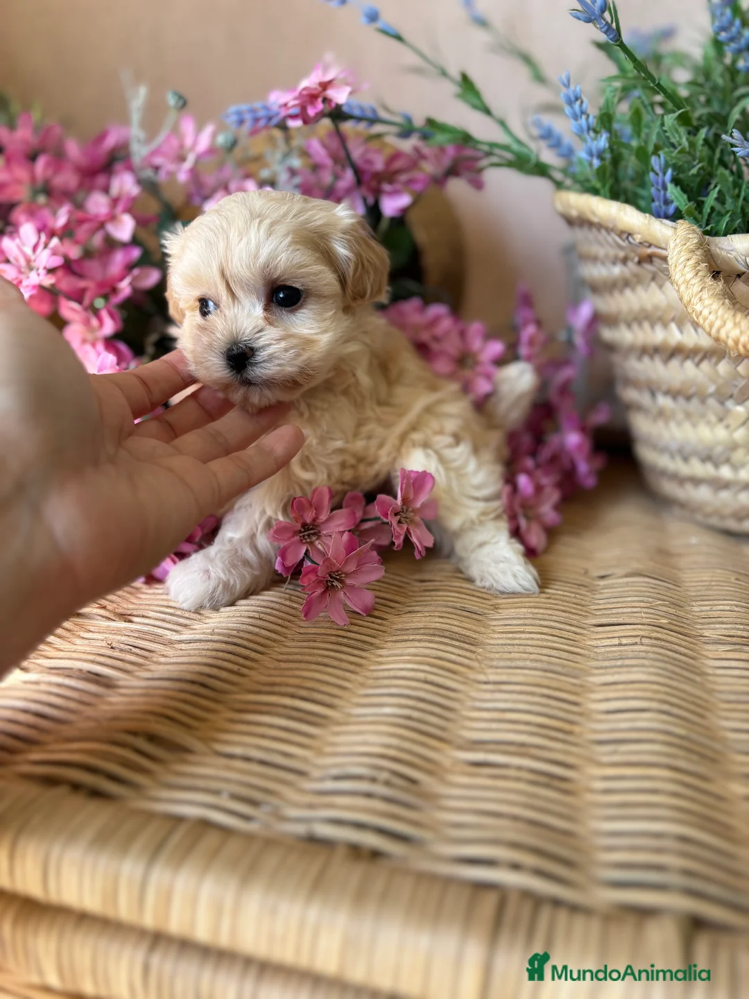 Maltipoo perros en venta: Maltipoo un verdadero encanto!!! - Anuncio 1