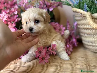 Maltipoo perros Maltipoo un verdadero encanto!!! - Anuncio 1