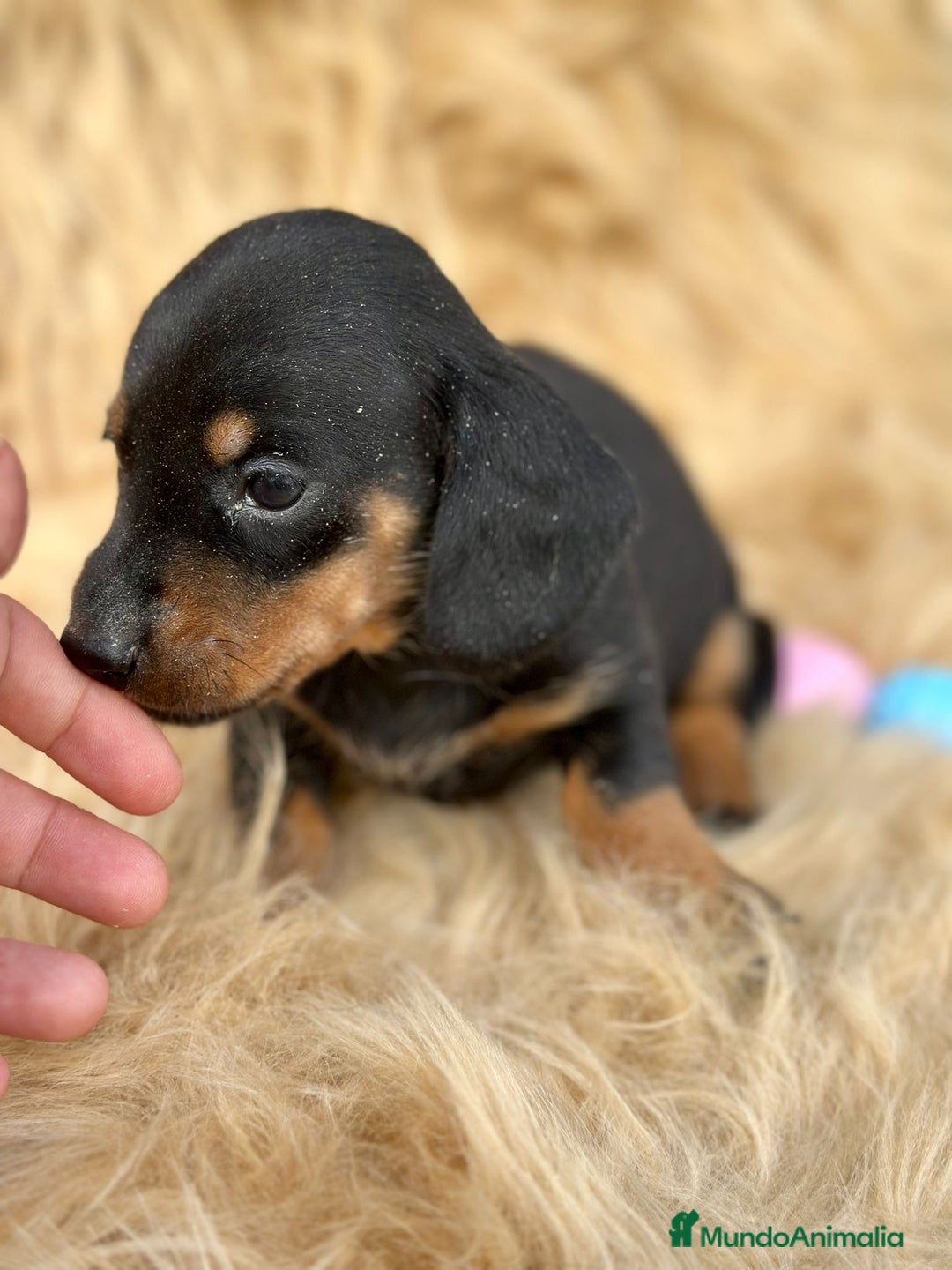 Teckel Miniatura perros en venta: TECKEL MINIATURA DISPONIBLES - Imagen 4