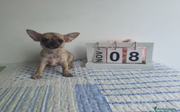 Chihuahua perros en venta: Chihuahua miniatura  - Imagen 6