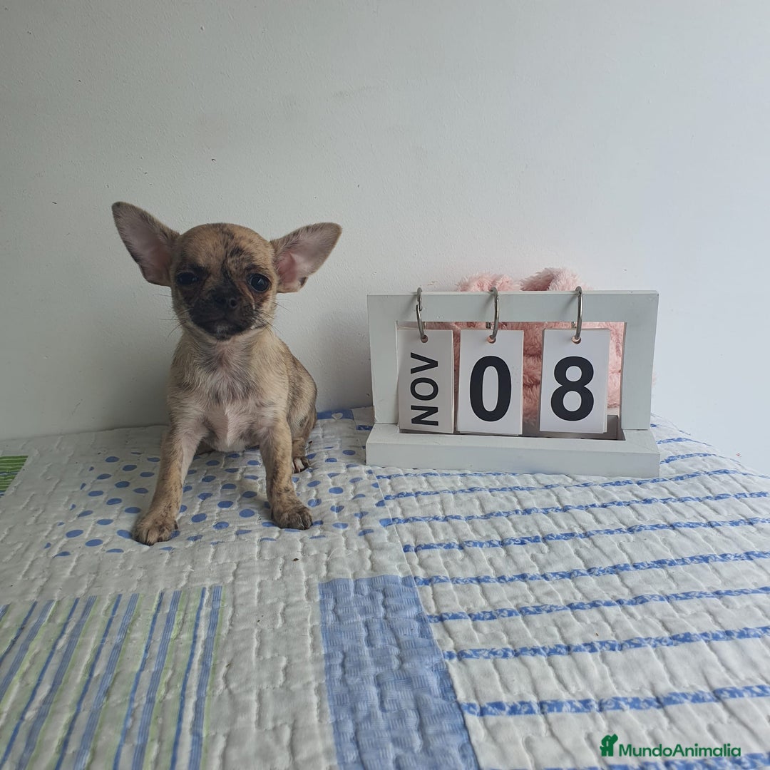 Chihuahua perros en venta: Chihuahua miniatura  - Imagen 6