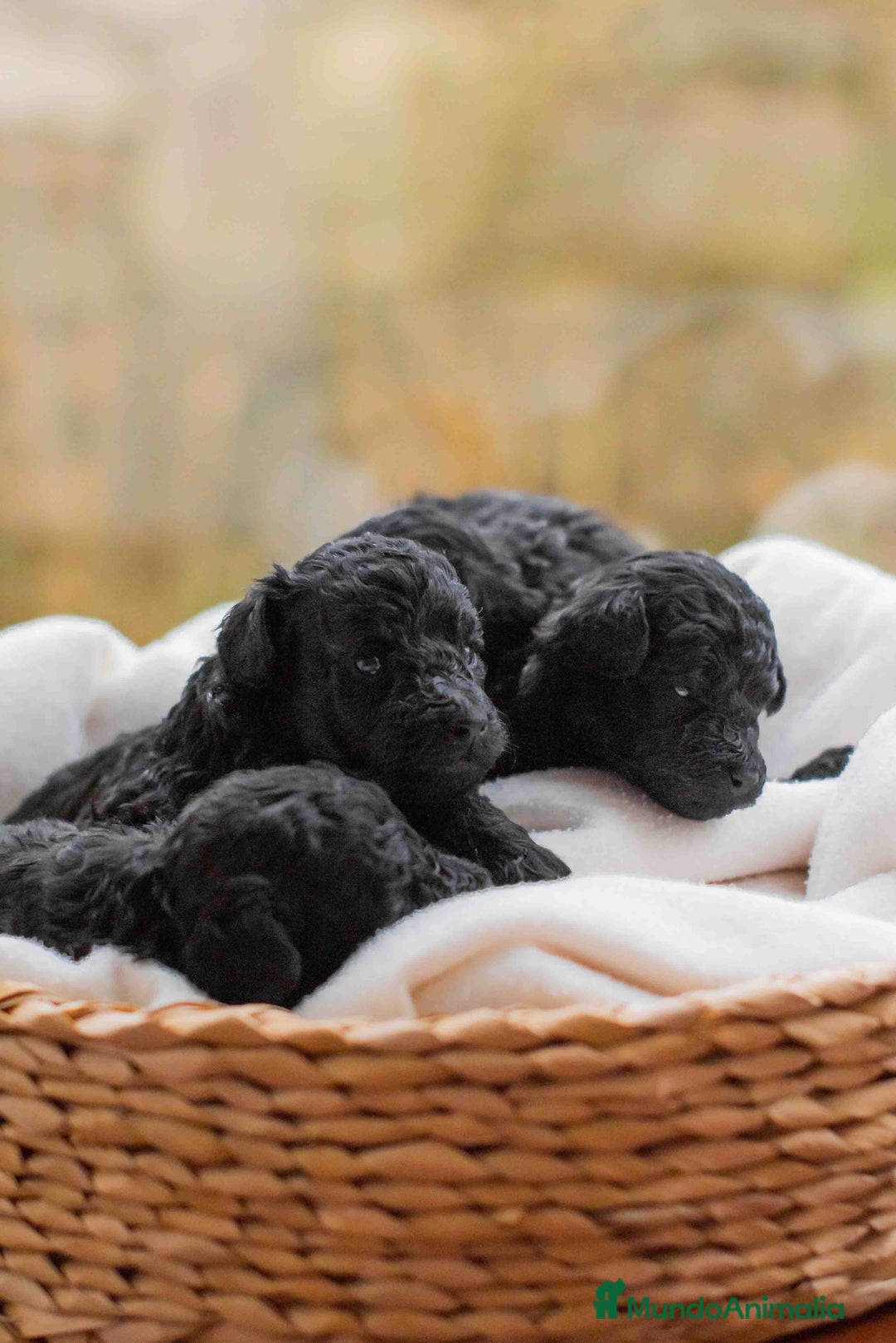 Caniche Toy perros en venta: Caniche toy negros - Anuncio 7