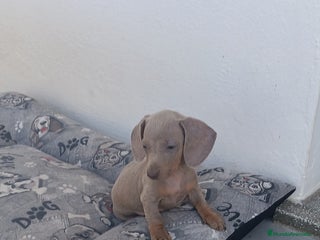 Teckel Miniatura perros - Anuncio 26