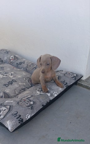 Teckel Miniatura perros - Anuncio 1