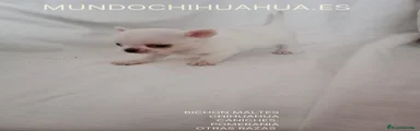 Chihuahua Cachorro 6
