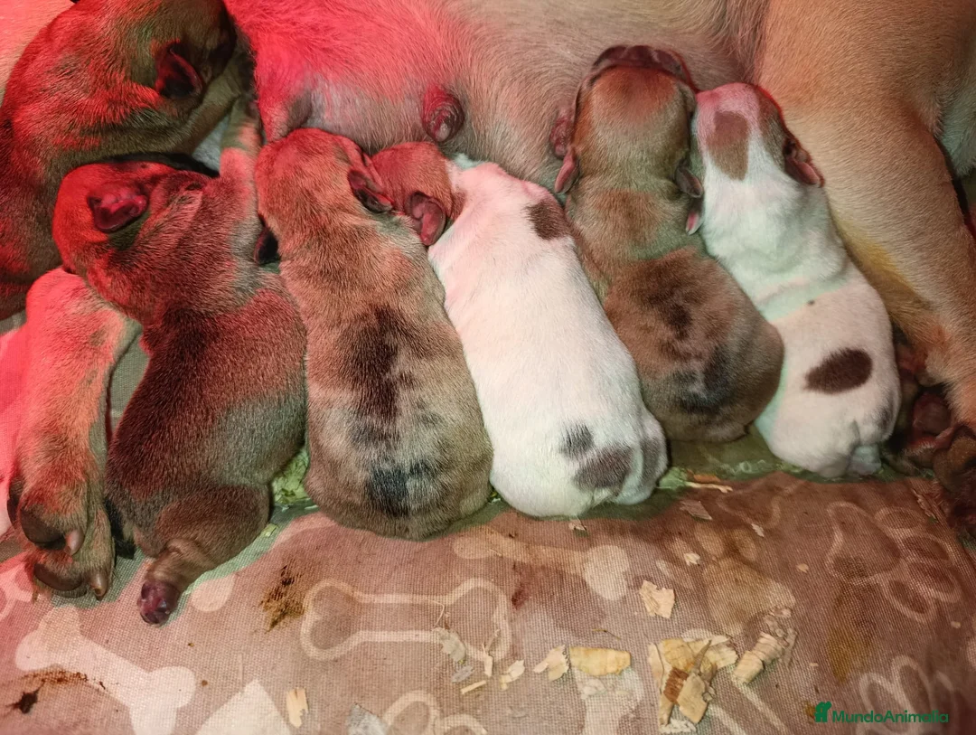 Bulldog Francés perros en venta: Bulldog francés morfología top - Anuncio 1