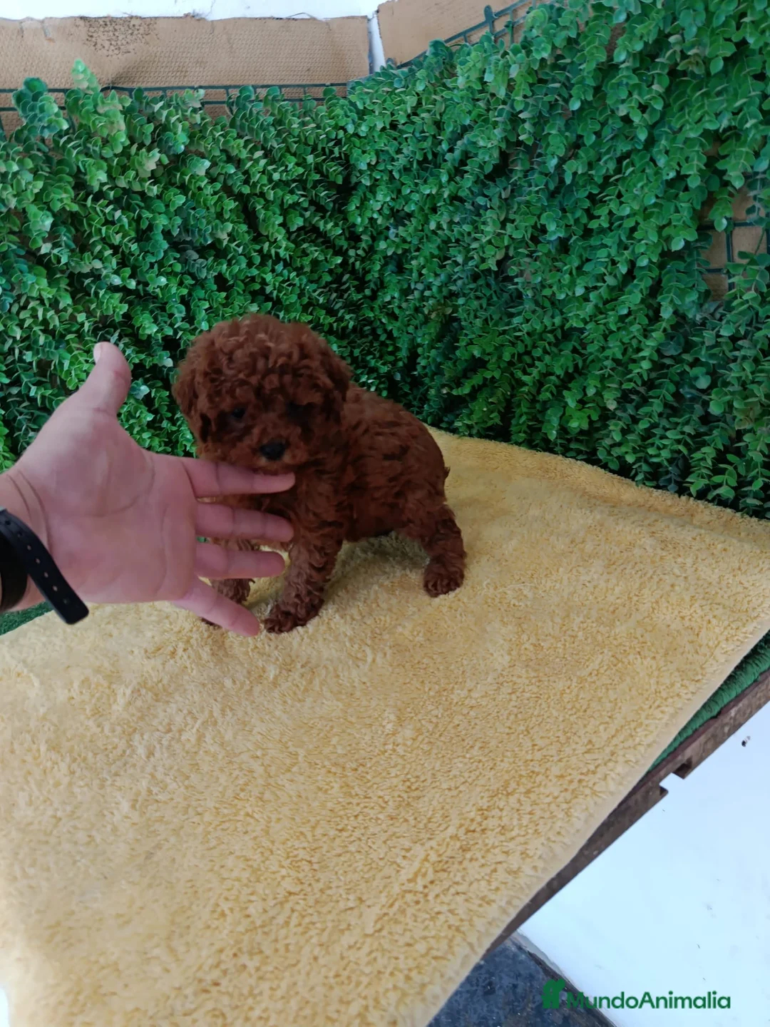 Caniche Toy perros en venta: PRECIOSOS CANICHE  ROJO LINEA TOY  - Anuncio 12