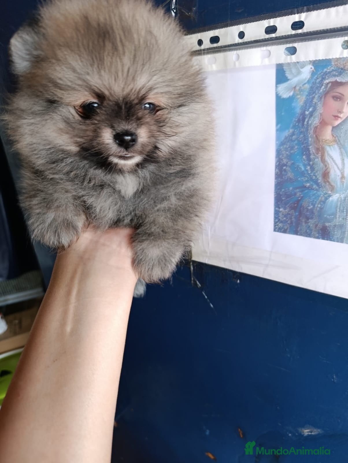 Pomerania perros ‼️‼️POMERANIAS AMERICANOS - Anuncio 2