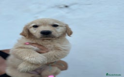 Golden Retriever perros en venta: golden retriever  - Imagen 4