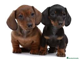 Teckel Miniatura perros teckel miniatura - Anuncio 1
