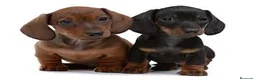 Teckel Miniatura perros en venta: teckel miniatura - Anuncio 1