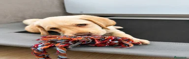Labrador Retriever 1