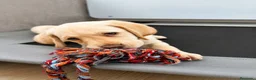 Labrador Retriever perros en venta: Labrador hembra crema - Anuncio 2