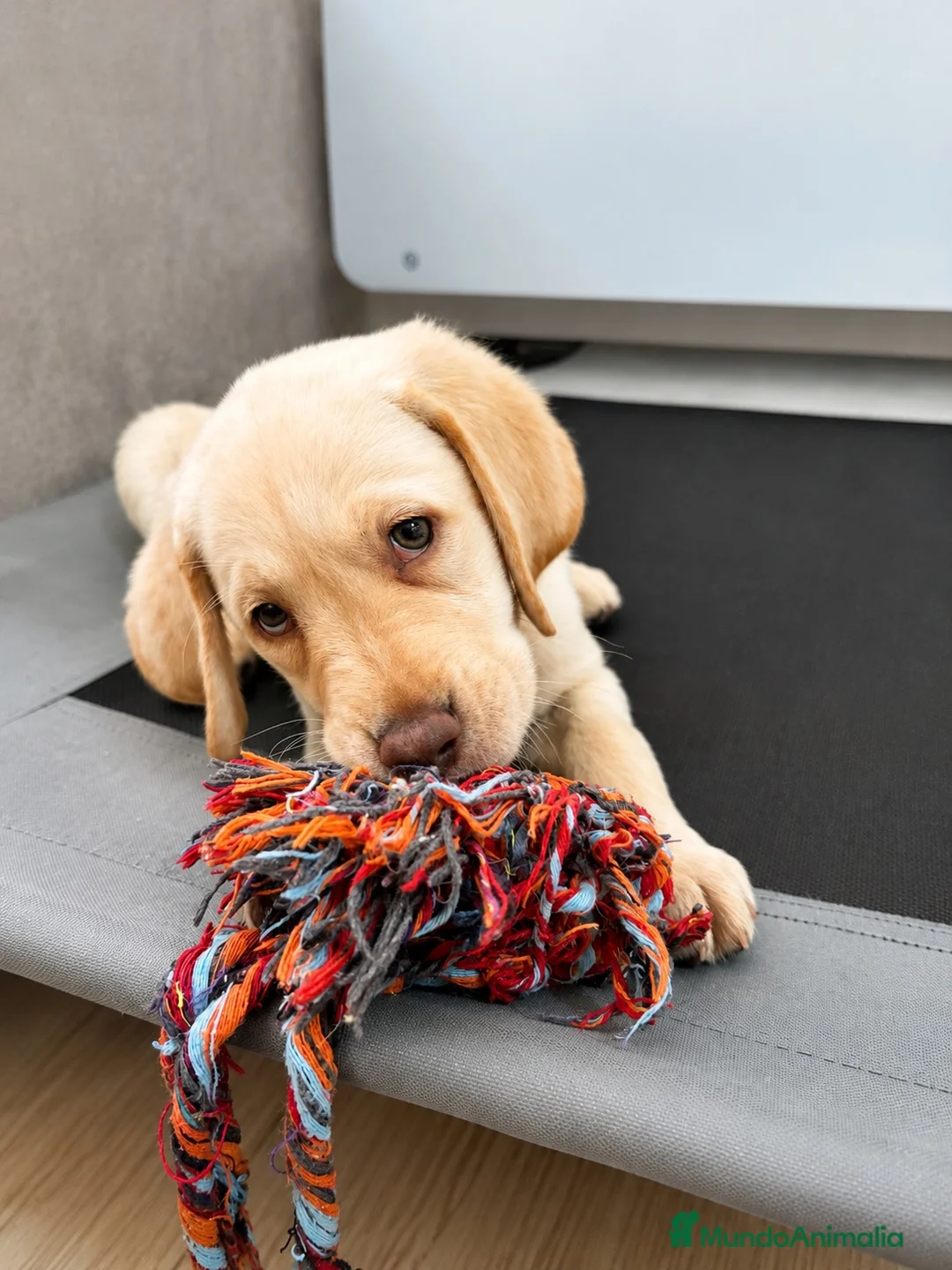 Labrador Retriever perros en venta: Labrador hembra crema - Anuncio 2