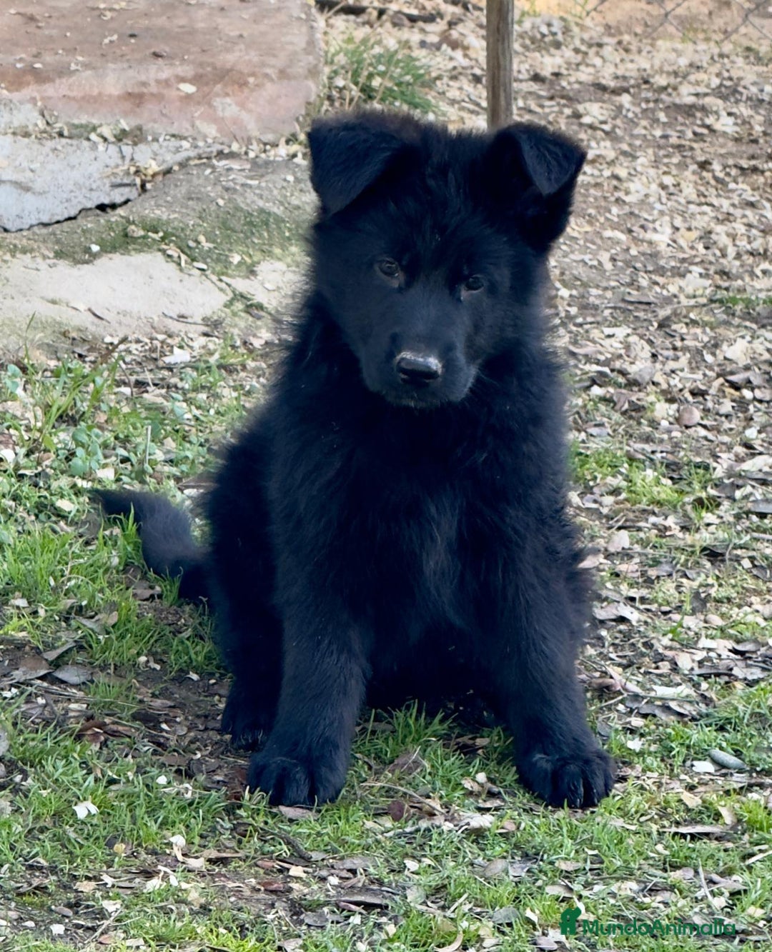 Pastor Alemán perros en venta: Pastor alemán belleza  - Anuncio 2