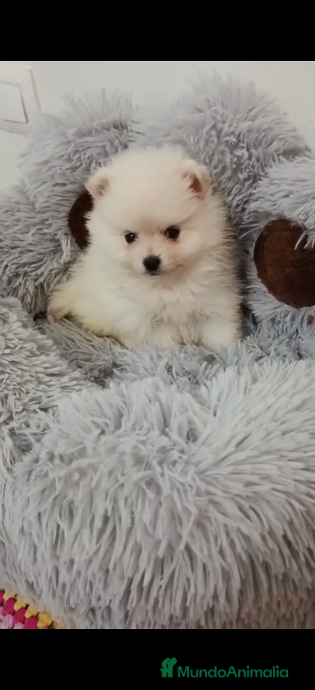 Pomerania perros en venta: Camada de Pomerania lista para Reyes - Anuncio 5