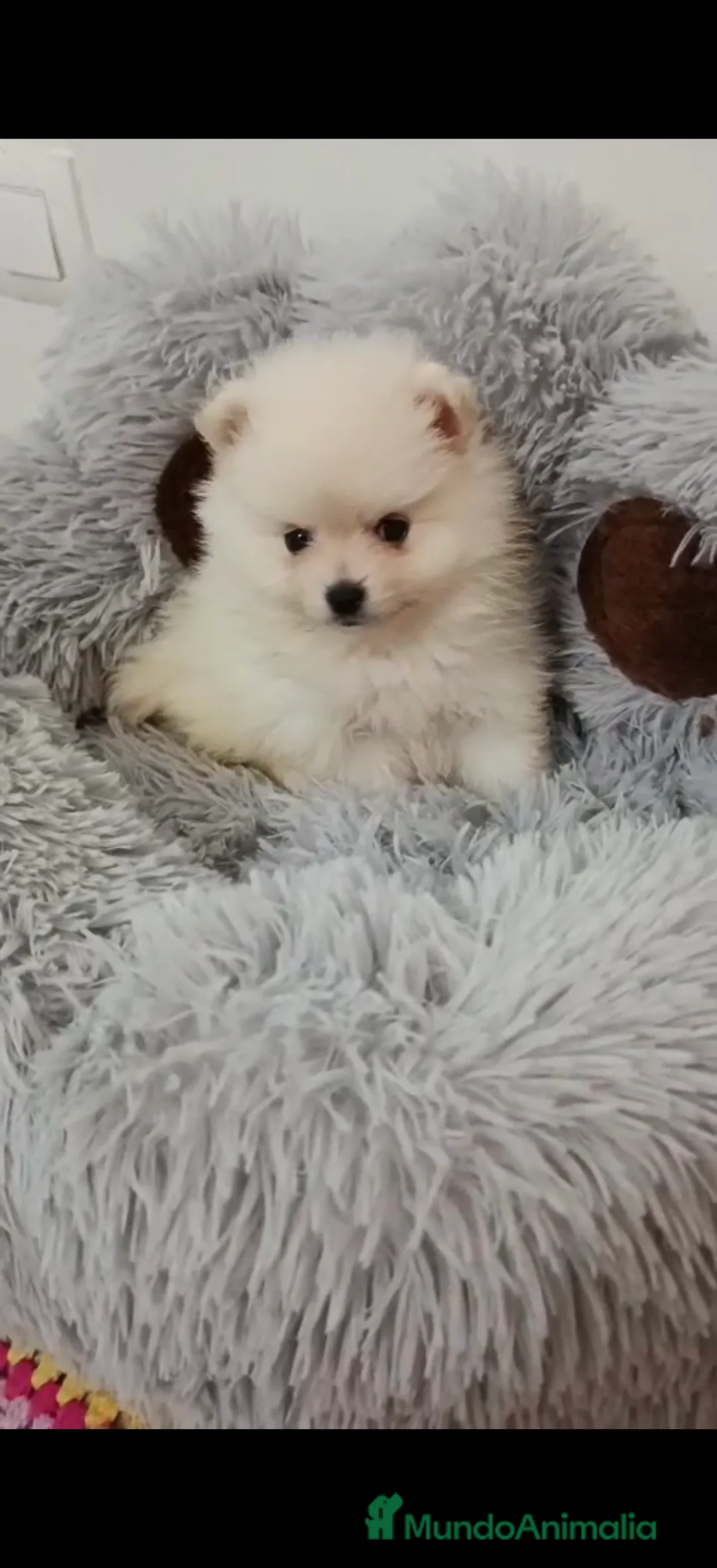 Pomerania perros en venta: Camada de Pomerania lista para Reyes - Anuncio 5