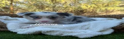 Border Collie perros en venta: BORDER COLLIE MERLE HEMBRA - Anuncio 5