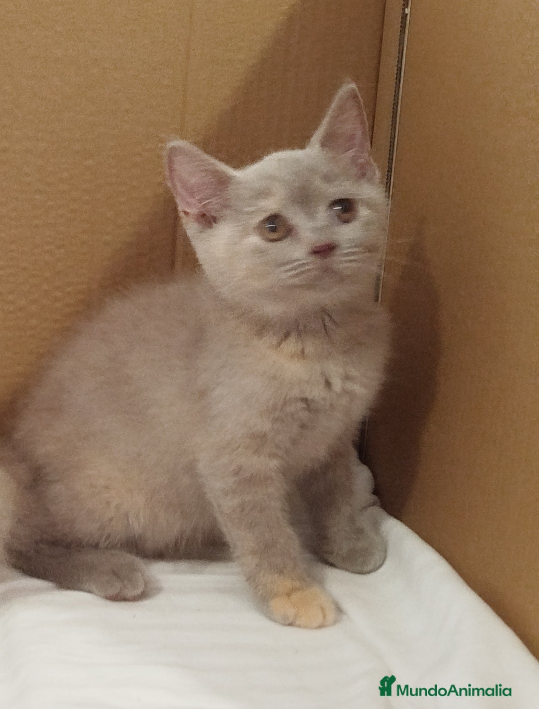 Británico de Pelo Corto gatos en venta: British Shorthair última hembra  - Imagen 18
