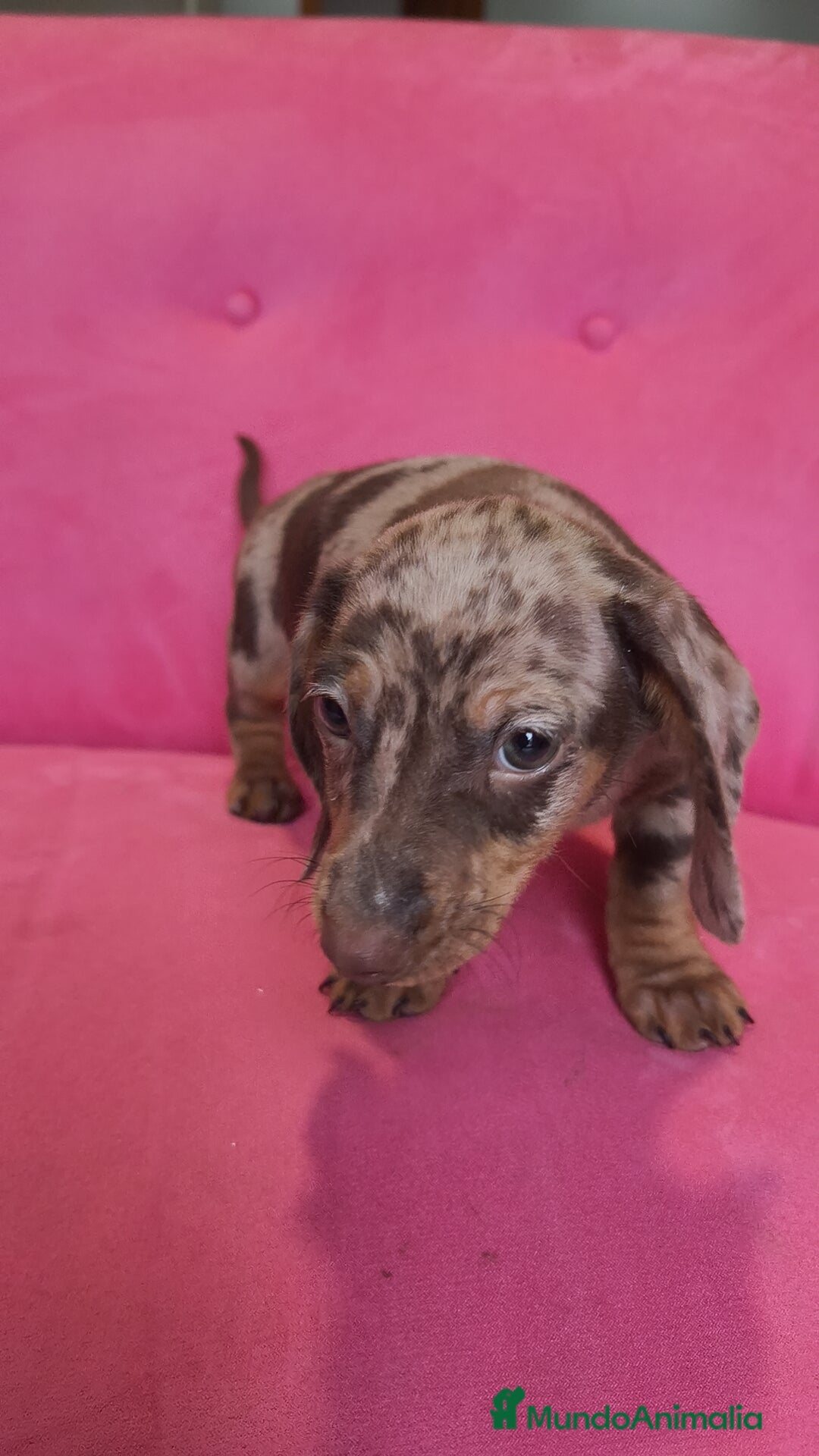 Teckel Miniatura perros en venta: Teckel mini arlequín macho - Anuncio 3