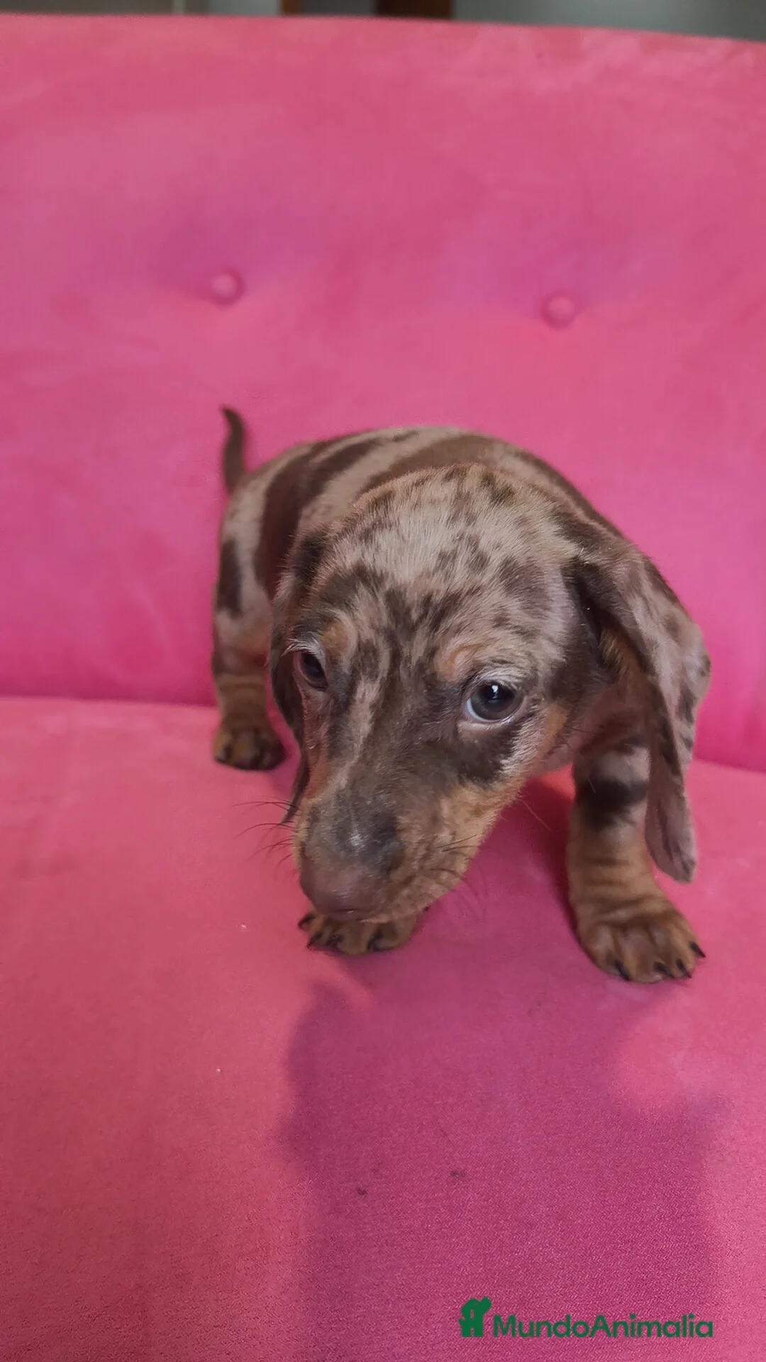 Teckel Miniatura perros en venta: Teckel mini arlequín macho - Anuncio 3