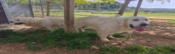 Golden Retriever perros en venta: PROXIMA CAMADA GOLDEN RETRIEVER BLANCO - Anuncio 2