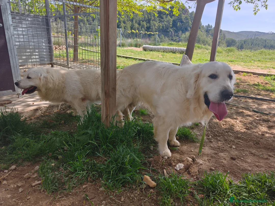 Golden Retriever perros en venta: PROXIMA CAMADA GOLDEN RETRIEVER BLANCO - Anuncio 2