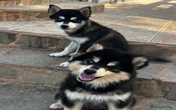 Pomsky perros en venta: Pomsky f4 miniatura  - Imagen 6