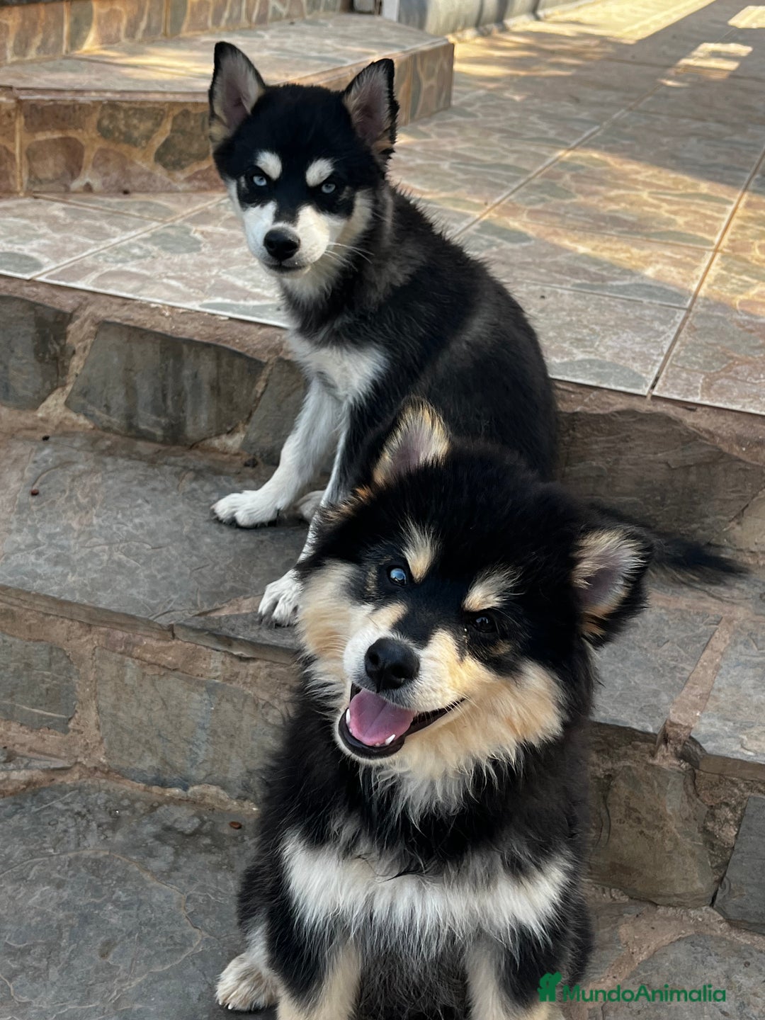Pomsky perros en venta: Pomsky f4 miniatura  - Imagen 6