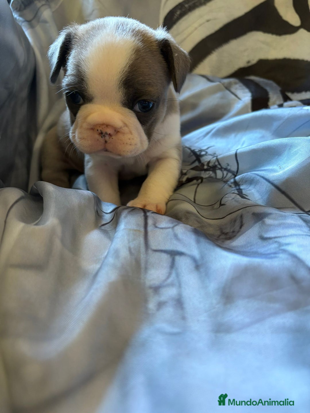 Bulldog Francés perros en venta: Bulldog francés de diversos colores  - Imagen 2
