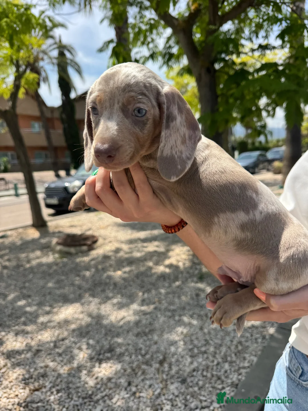 Teckel Miniatura perros en venta: teckel arlequin isabela  - Anuncio 2