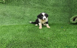 Border Collie perros en venta: Border Collie camada - Imagen 3