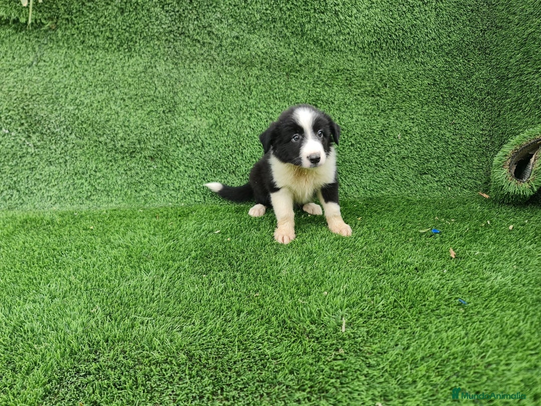 Border Collie perros en venta: Border Collie camada - Imagen 3