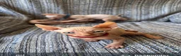 Sphynx gatos en venta: Gatos egipcio  - Anuncio 3