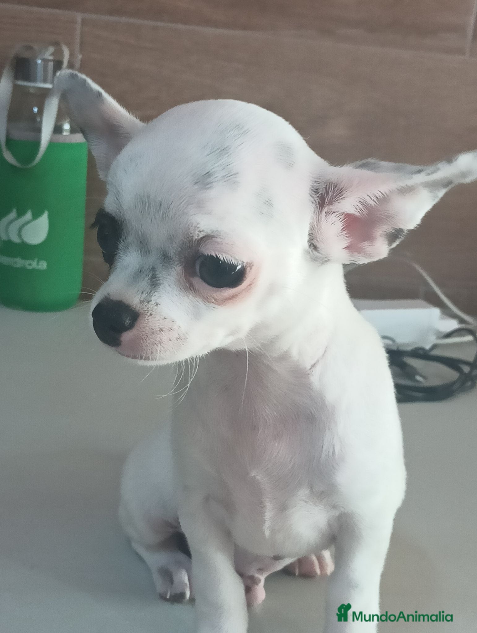 Chihuahua perros Chihuahua toy  - Anuncio 1