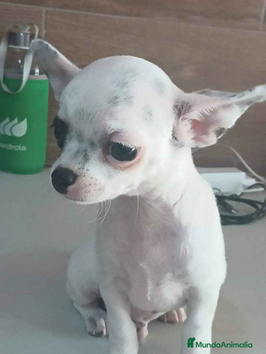 Chihuahua perros en venta: Chihuahua toy  - Anuncio 1