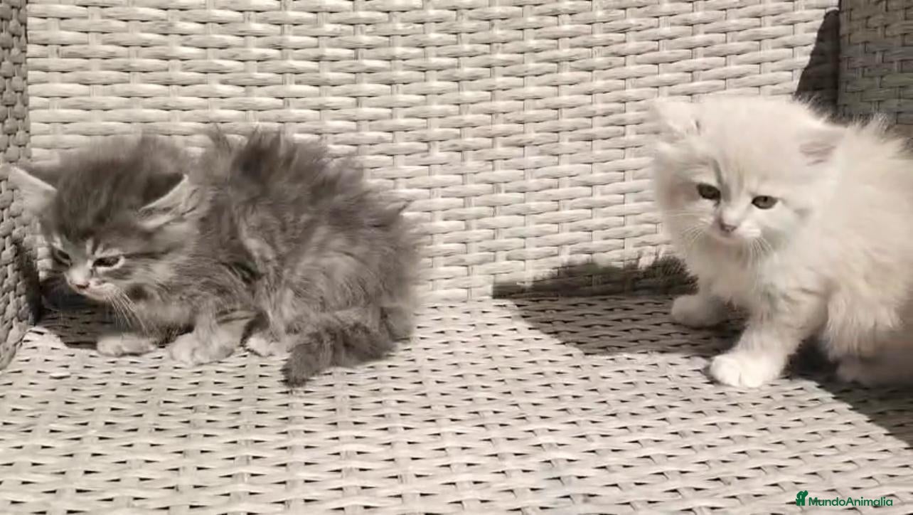 Angora Turco gatos Hembras de Angora turco - Anuncio 3