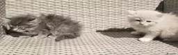 Angora Turco gatos en venta: Hembras de Angora turco - Anuncio 1
