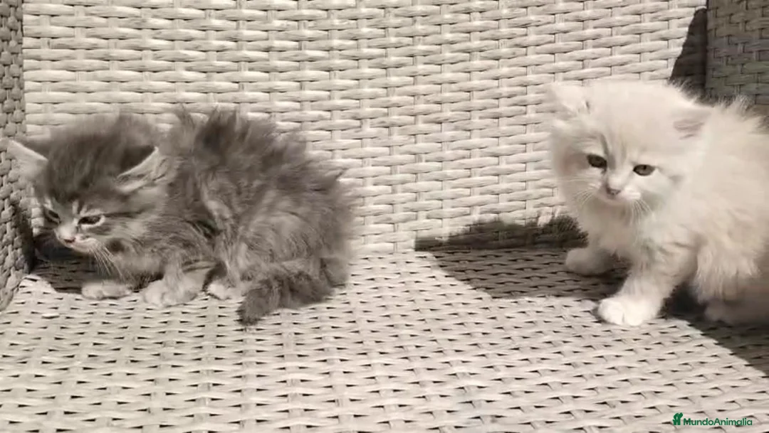 Angora Turco gatos en venta: Hembras de Angora turco - Anuncio 1