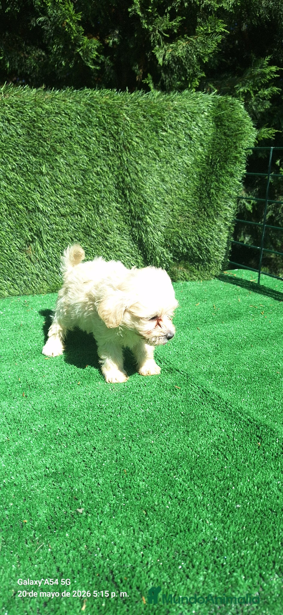 Maltipoo perros en venta: Maltipoo - Anuncio 5
