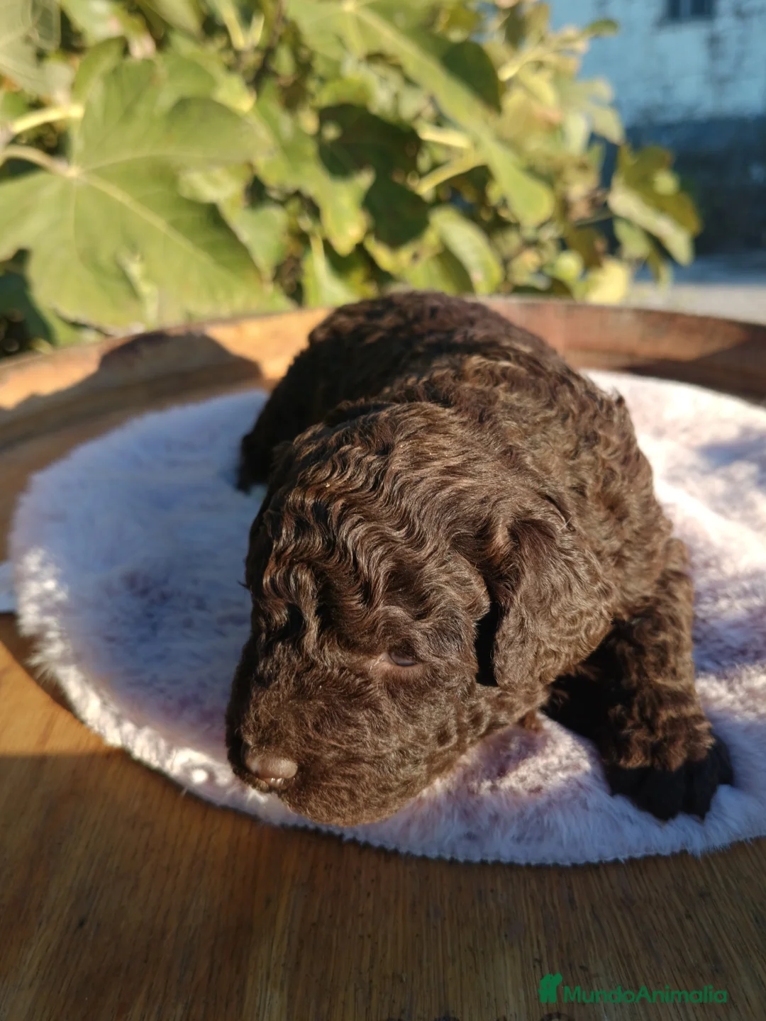 Imagen de galería {{count}}