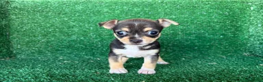 Chihuahua 1