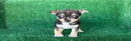 Chihuahua perros en venta: chihuahua - Anuncio 15