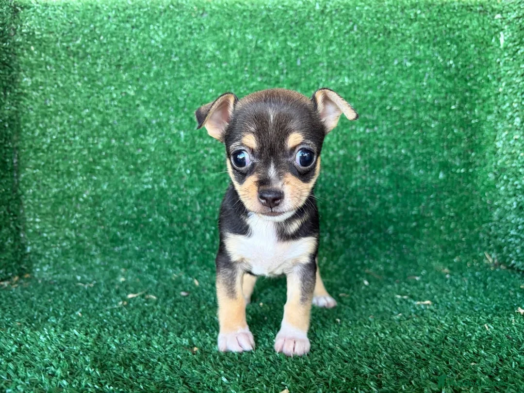 Chihuahua perros en venta: chihuahua - Anuncio 15