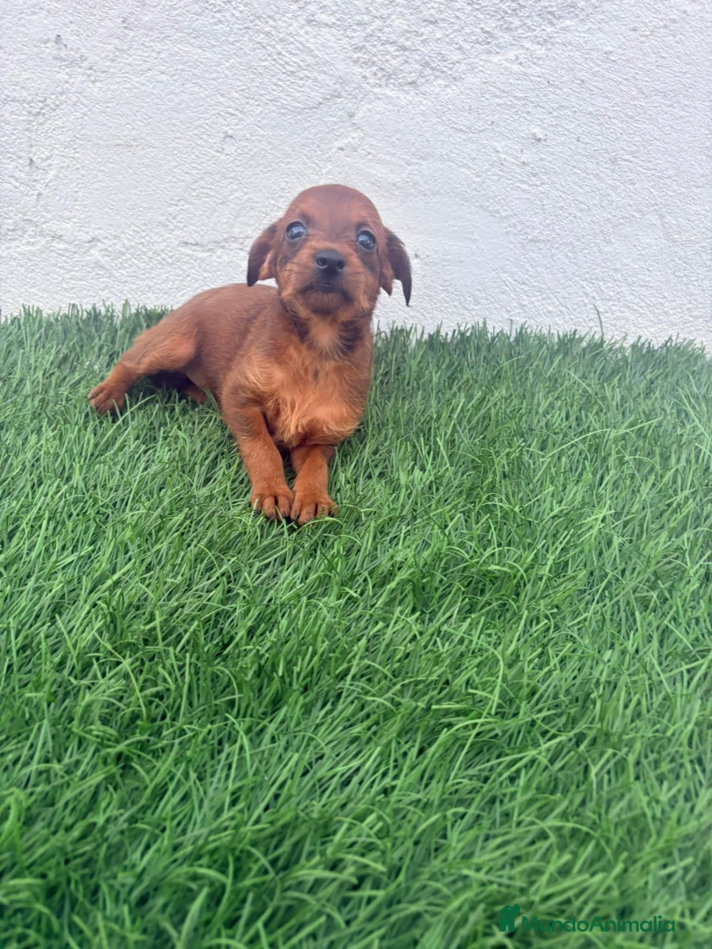 Raza Mixta perros Pootalian - Anuncio 2
