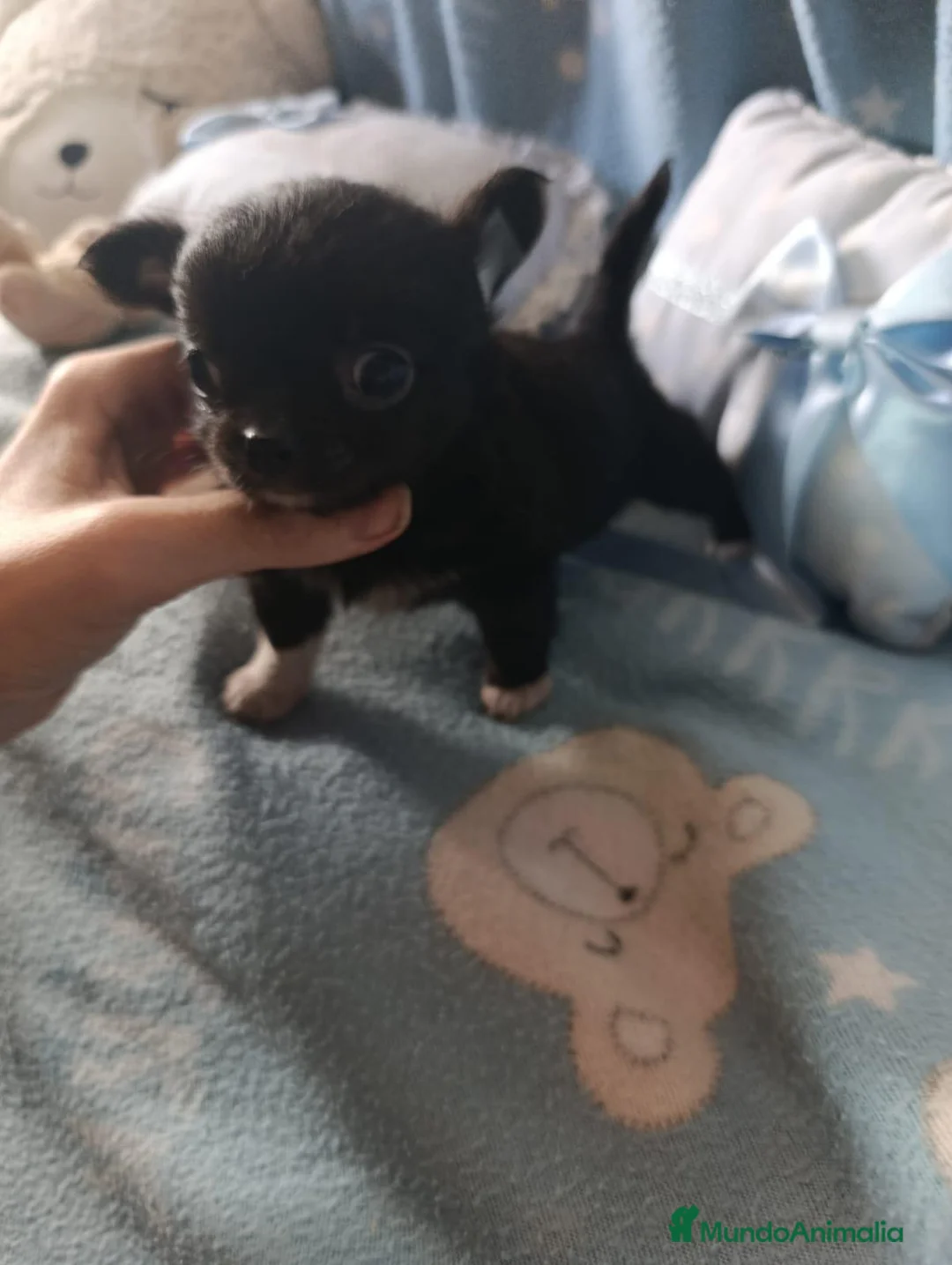 Chihuahua perros en venta: Chihuahua macho toy  - Anuncio 2