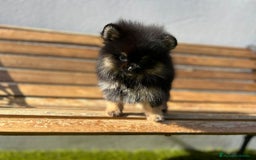 Pomerania perros en venta: Lulú de pomerania  - Imagen 4