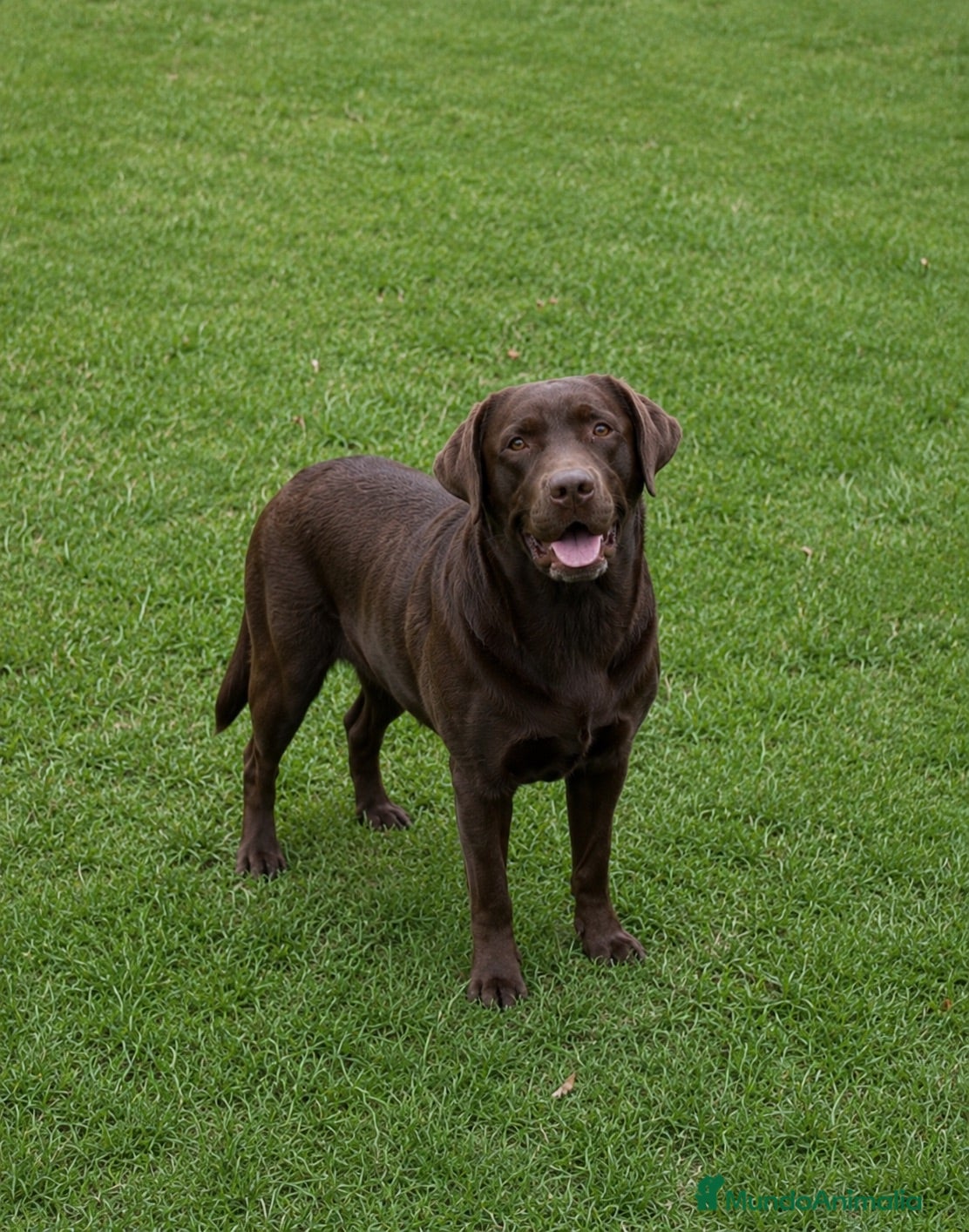 Labrador Retriever perros CACHORROS DE LABRADOR RETRIEVER  - Anuncio 1