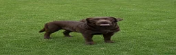Labrador Retriever perros en venta: CACHORROS DE LABRADOR RETRIEVER  - Anuncio 1