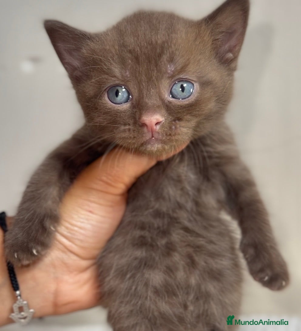 Británico de Pelo Corto gatos MACHITO CHOCOLATE BRITISH SHORTHAIR  - Anuncio 5